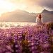 Light of the Midnight Sun