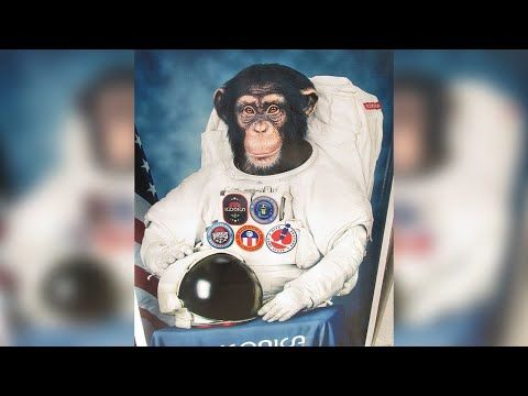 What Happened To Ham, The Chimpanzee Who Went To Space? ?