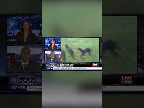 BREAKING: Dogs Running