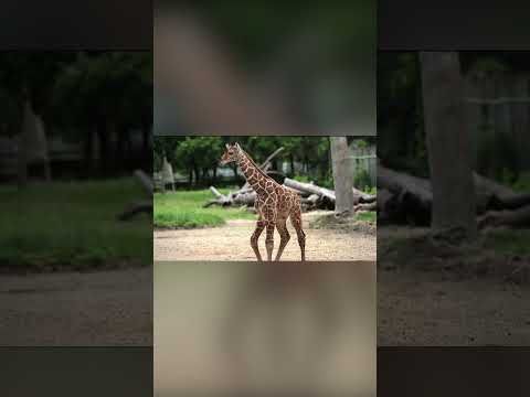 [MEncoder Web Video]